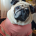 Pooch Care
